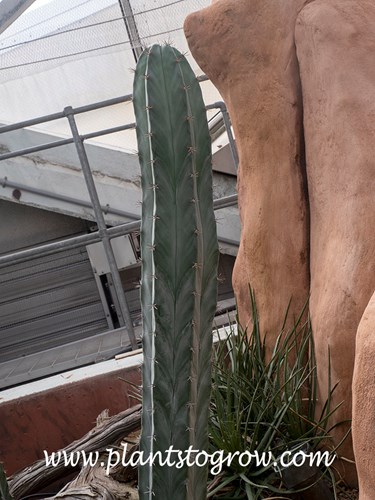 Grey Organ Pipe Cactus (Stenocereus pruinosus)